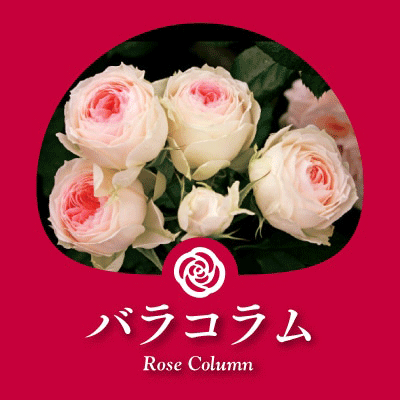 バラコラム 京成バラ園 Keisei Rose Garden