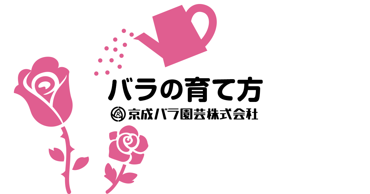 植付け方法 基本的な育て方 バラの基本的な育て方 京成バラ園芸株式会社