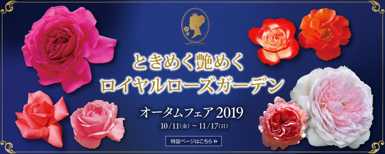 オータムフェア開催中