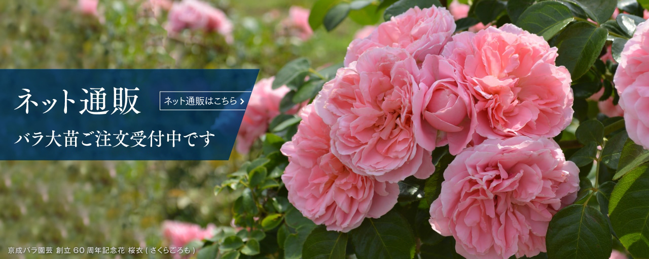 バラ大苗ご注文受付中です