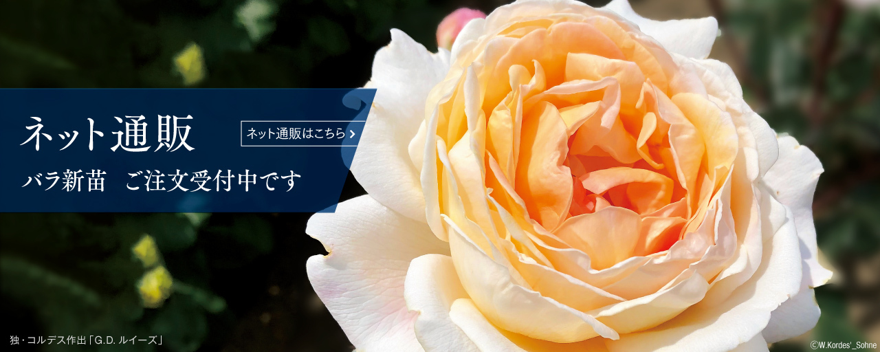 ば あ ば の 薔薇 の 花園