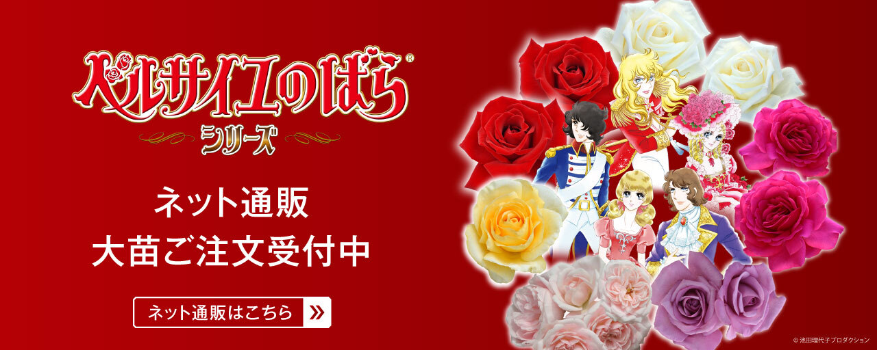 7月15日より バラ大苗 販売開始予定