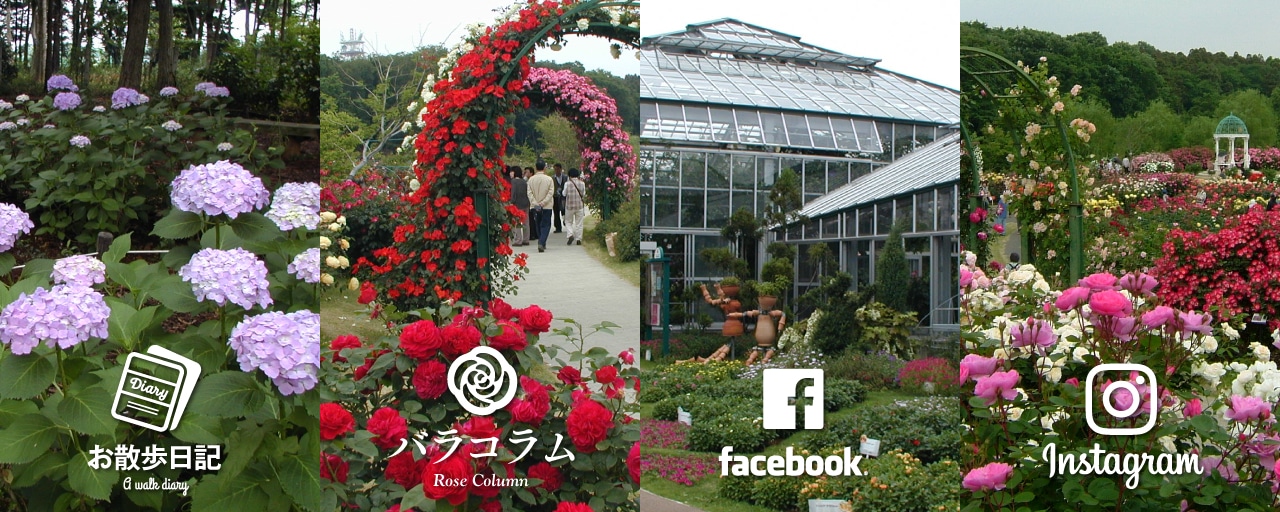 京成バラ園のSNS・ブログ情報