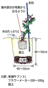 植付け方法 基本的な育て方 バラの基本的な育て方 京成バラ園芸株式会社