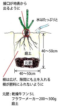 大苗地植え 関東地方基準