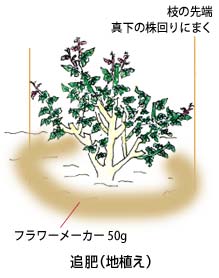 肥料 基本的な育て方 バラの基本的な育て方 京成バラ園芸株式会社