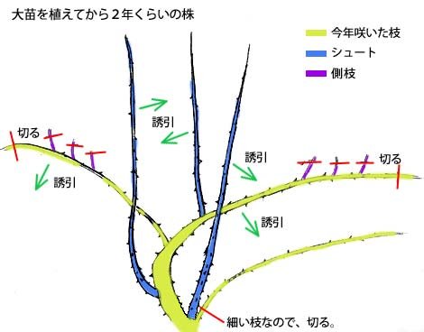 つるバラの誘引