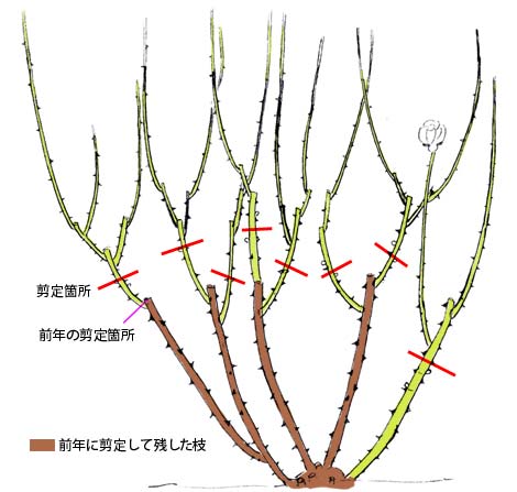 剪定 誘引 基本的な育て方 バラの基本的な育て方 京成バラ園芸株式会社