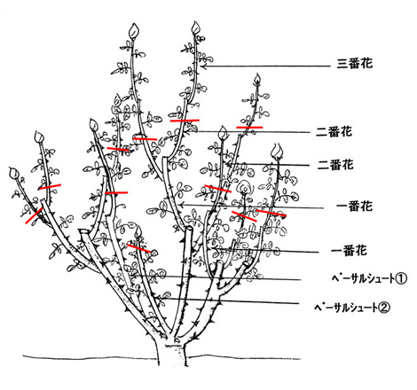 夏剪定