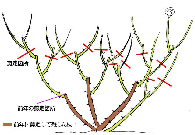 剪定 誘引 基本的な育て方 バラの基本的な育て方 京成バラ園芸株式会社