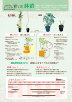鉢苗