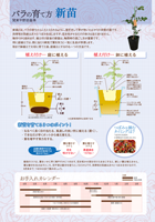 新苗