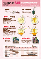 大苗