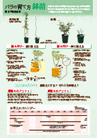 鉢苗