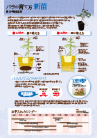 新苗