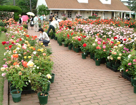 2007年春販売風景