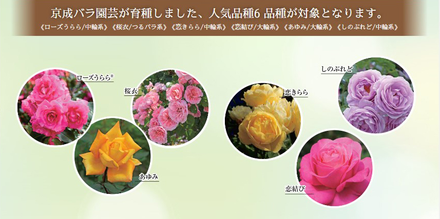京成バラ園芸作出のバラで社会貢献活動を開始 京成バラ園芸株式会社