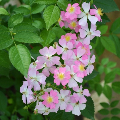 フロキシー ベビー