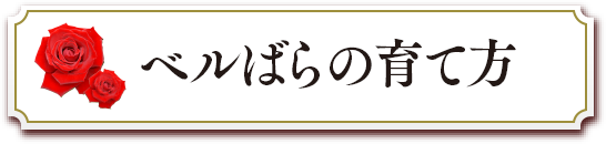 ベルばらの育て方