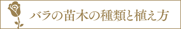 バラの苗木の種類と植え方