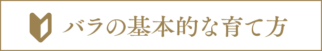 バラの基本的な育て方