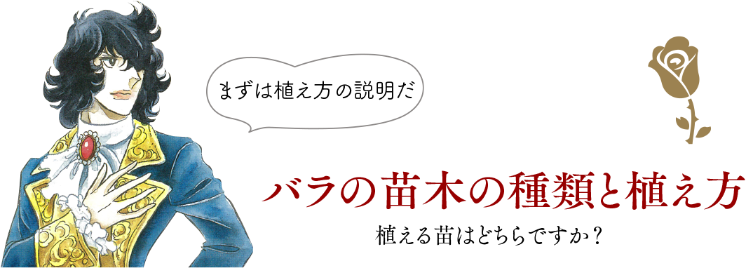 バラの苗木の種類と植え方