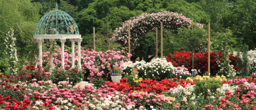 バラ園とは 京成バラ園 Keisei Rose Garden