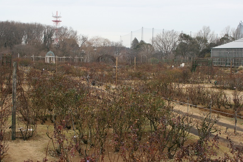 ローズガーデンお散歩日記 第２８２回 木バラの剪定に入りました お散歩日記 京成バラ園 Keisei Rose Garden