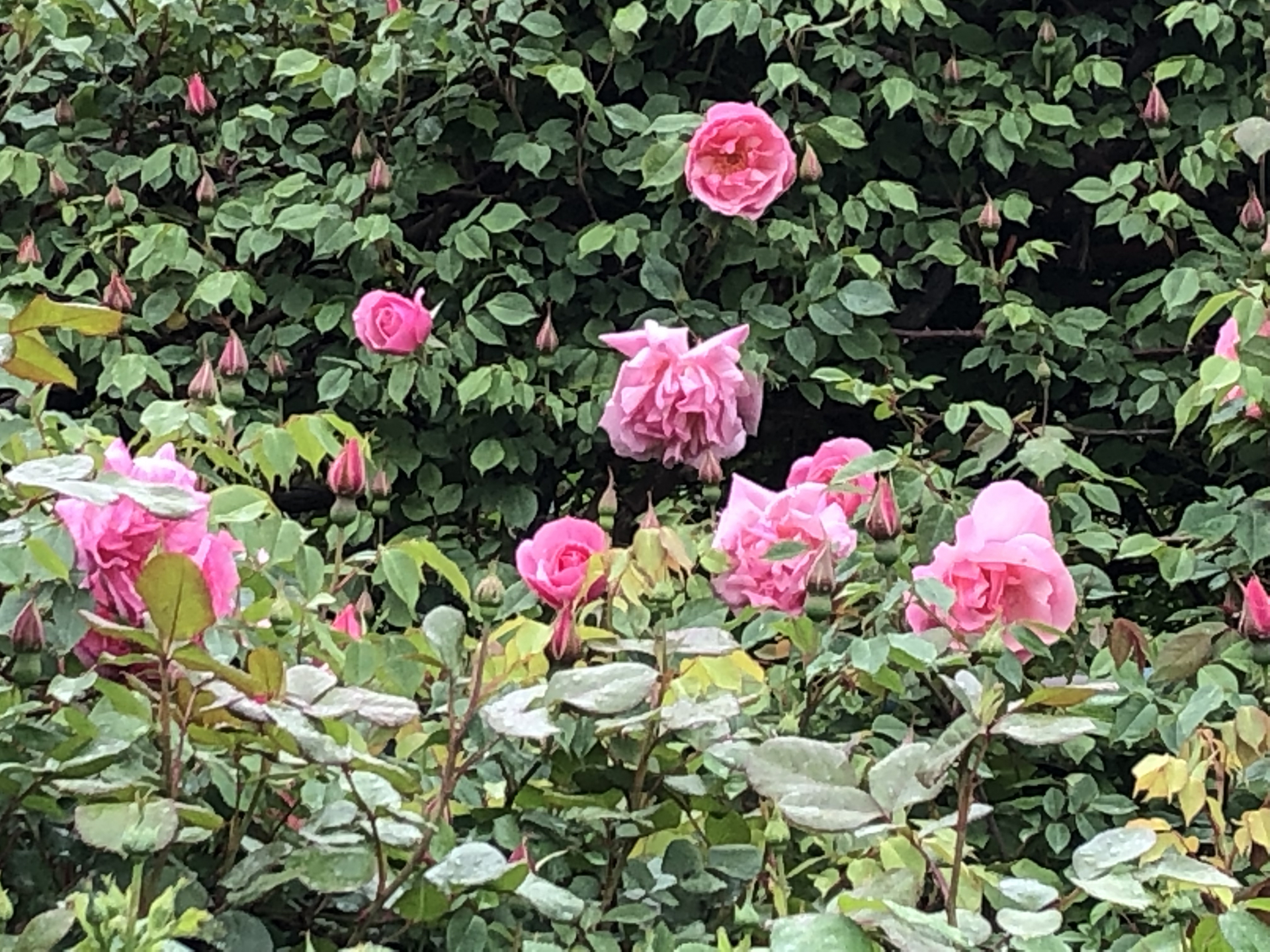 大型連休とバラ園 お散歩日記 京成バラ園 Keisei Rose Garden 大型連休とバラ園 お散歩日記 京成バラ園 Keisei Rose Garden