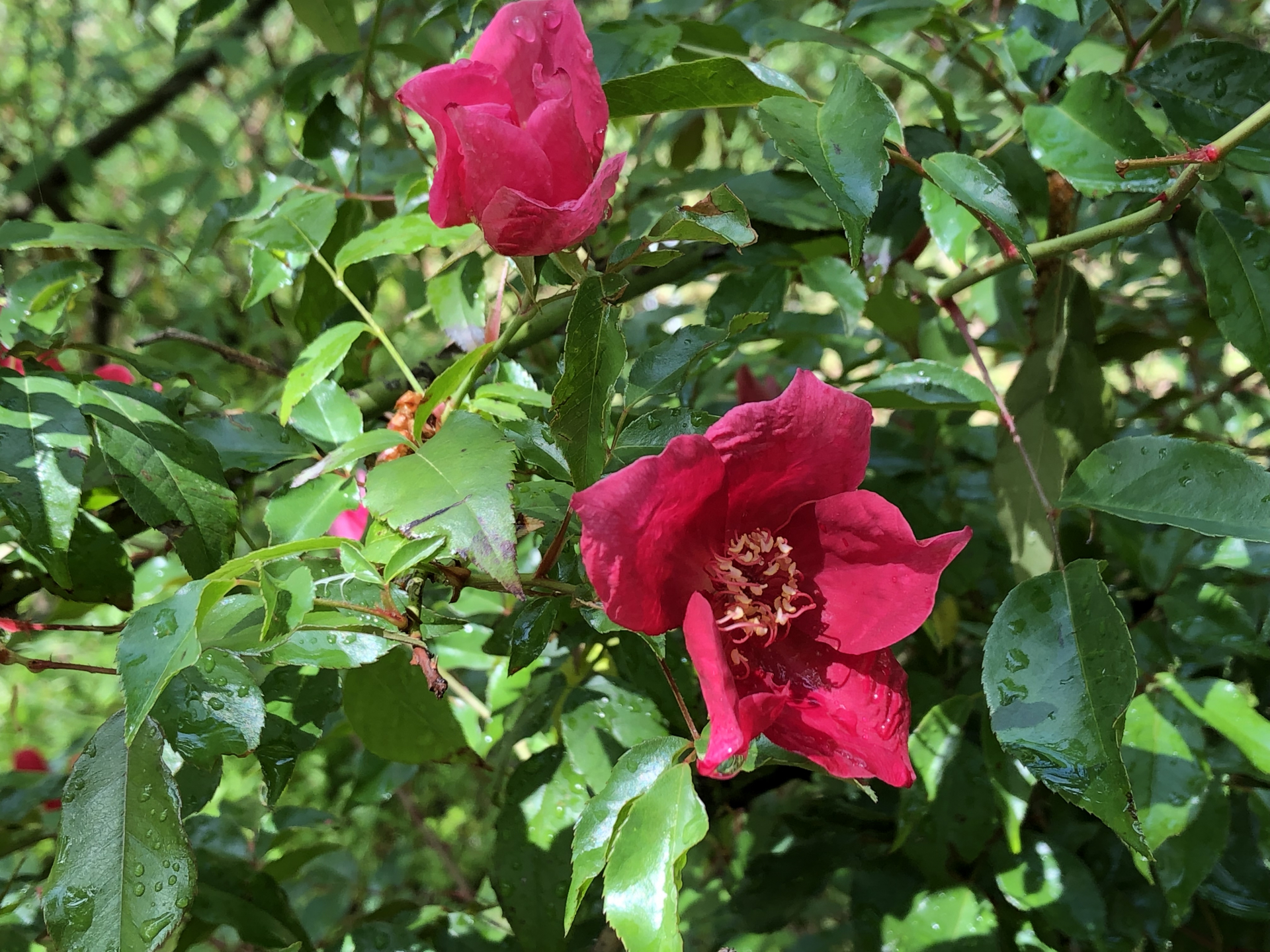 大型連休とバラ園 お散歩日記 京成バラ園 Keisei Rose Garden