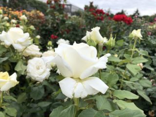 ヨハネ パウロⅡ世 2番花が咲き始めました