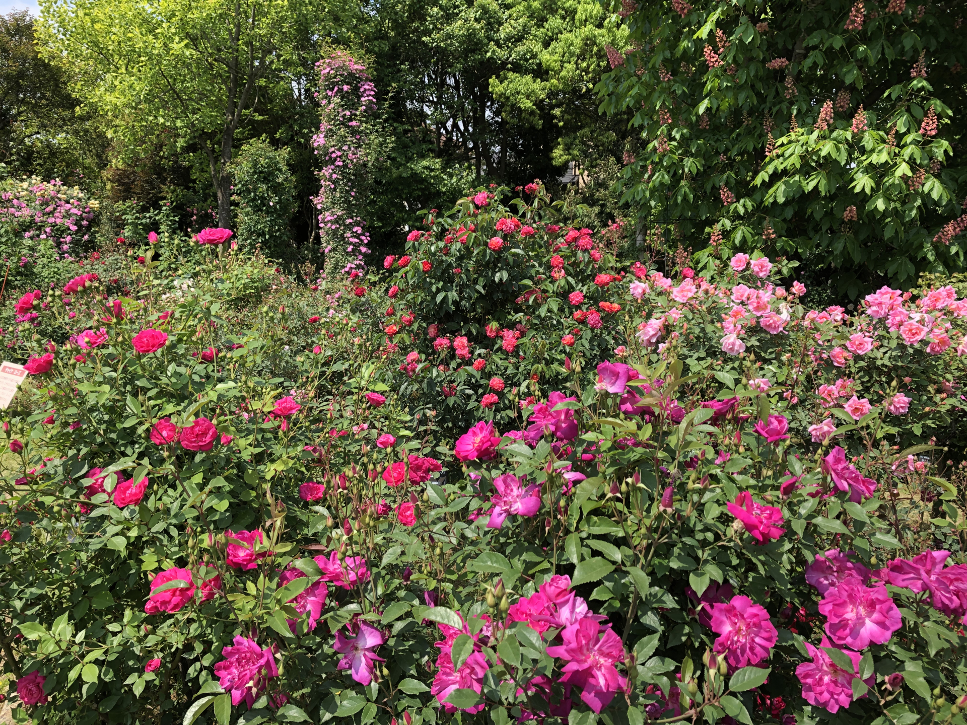 春バラ3分咲きになりました お散歩日記 京成バラ園 Keisei Rose Garden