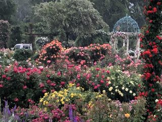 雨に負けるな お散歩日記 京成バラ園 Keisei Rose Garden