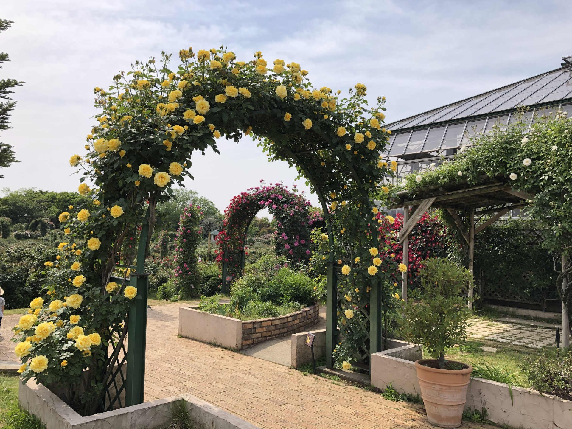 ローズフェスティバル19始まりました お散歩日記 京成バラ園 Keisei Rose Garden