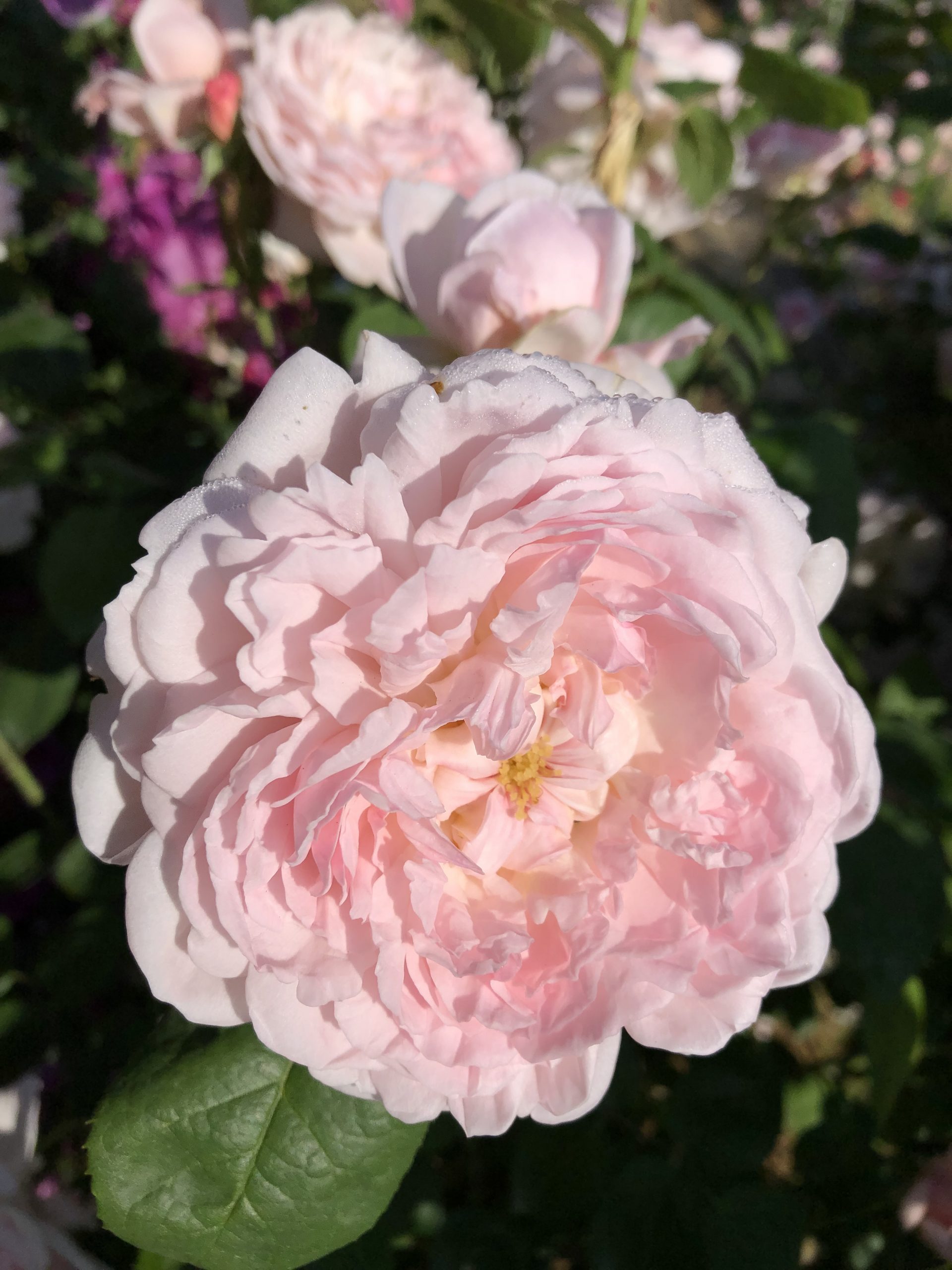 見頃を迎えました お散歩日記 京成バラ園 Keisei Rose Garden