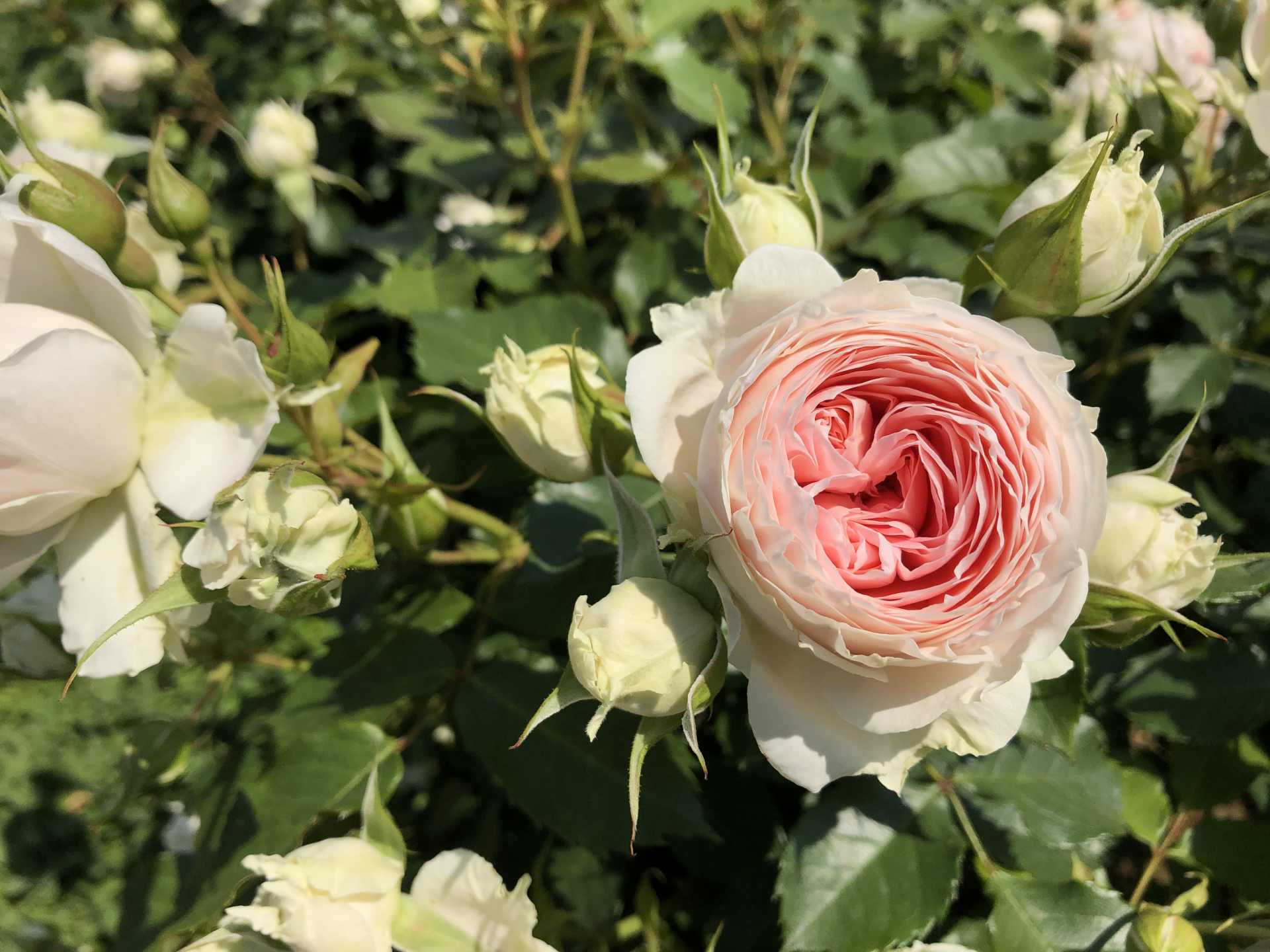 夏日の春バラ お散歩日記 京成バラ園 Keisei Rose Garden