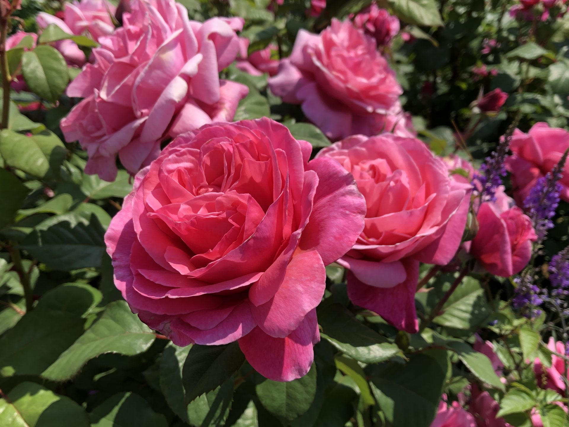 夏日の春バラ お散歩日記 京成バラ園 Keisei Rose Garden