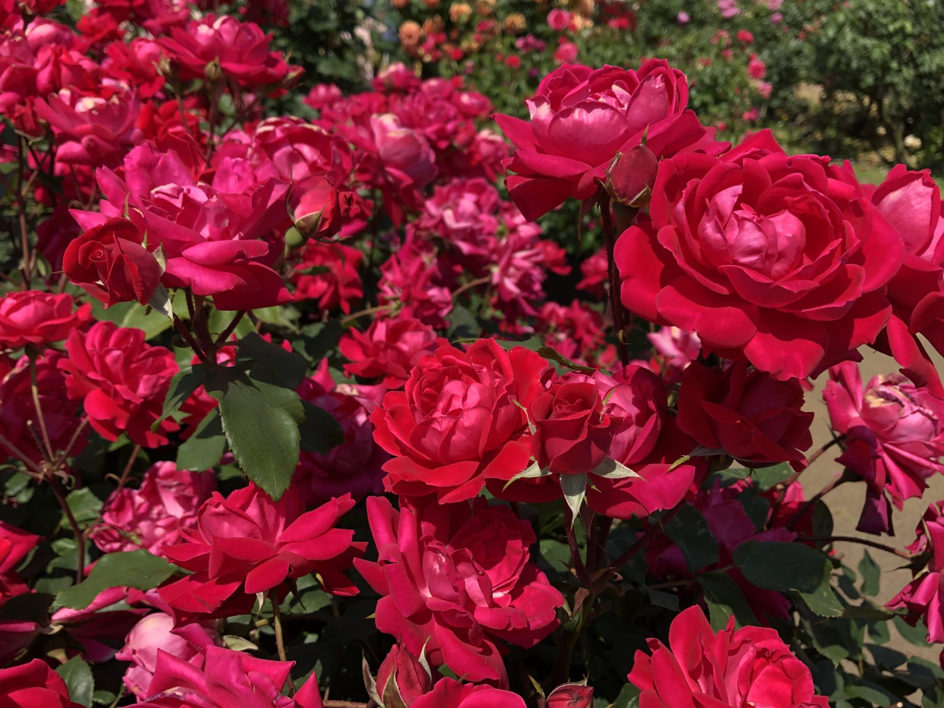 春と夏 お散歩日記 京成バラ園 Keisei Rose Garden 春と夏 お散歩日記 京成バラ園 Keisei Rose Garden