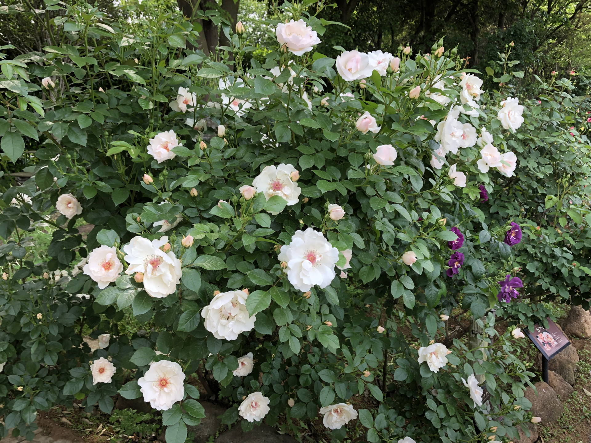 ローズフェスティバル19始まりました お散歩日記 京成バラ園 Keisei Rose Garden ローズフェスティバル19始まりました お散歩日記 京成バラ園 Keisei Rose Garden