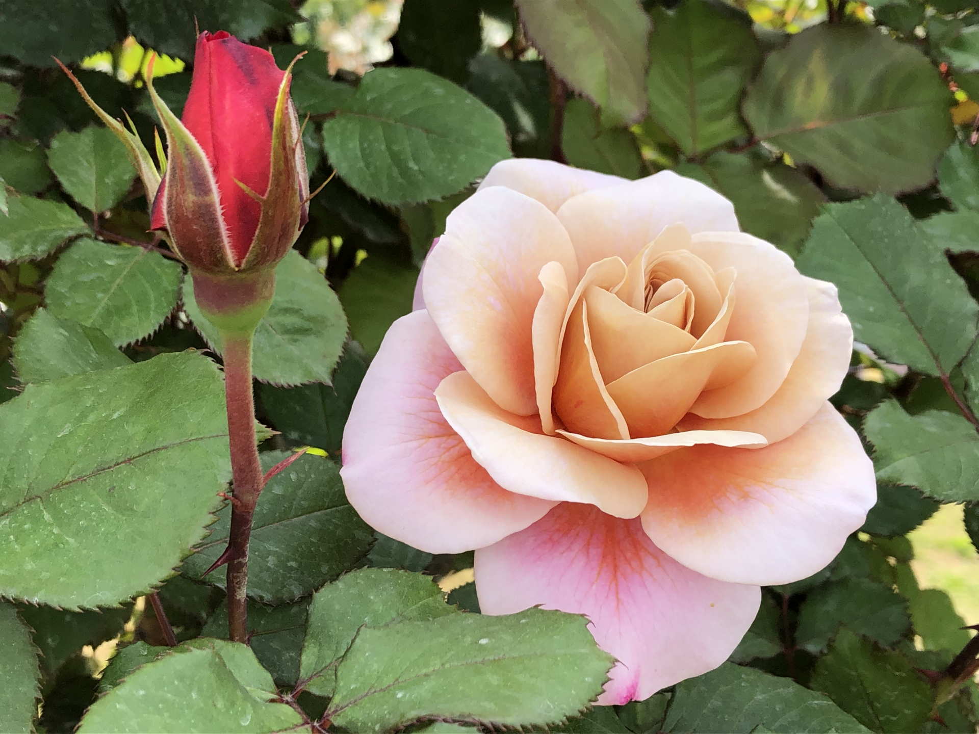 ローズフェスティバル19始まりました お散歩日記 京成バラ園 Keisei Rose Garden ローズフェスティバル19始まりました お散歩日記 京成バラ園 Keisei Rose Garden