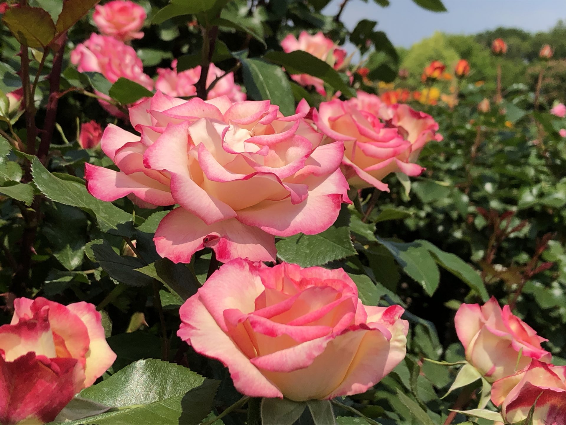 春バラ3分咲きになりました お散歩日記 京成バラ園 Keisei Rose Garden 春バラ3分咲きになりました お散歩日記 京成バラ園 Keisei Rose Garden