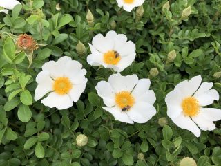 ヤエヤマノイバラ