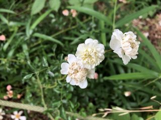 丁子咲き テリハノイバラ