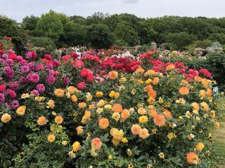 そろそろ梅雨入りも来そうな気配。季節は着実にすすんでいます。