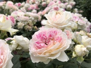 ホリデーアイランド ピオニー