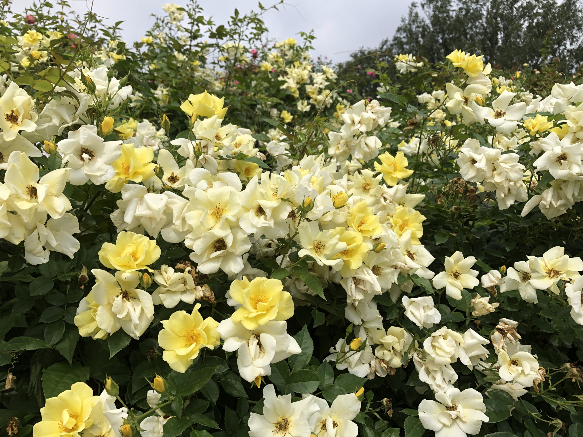 夏到来 お散歩日記 京成バラ園 Keisei Rose Garden