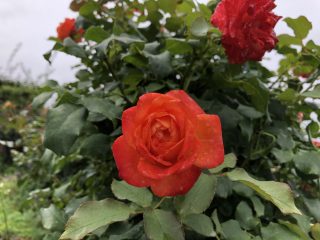 フリュイテ