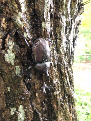 カブトムシ
