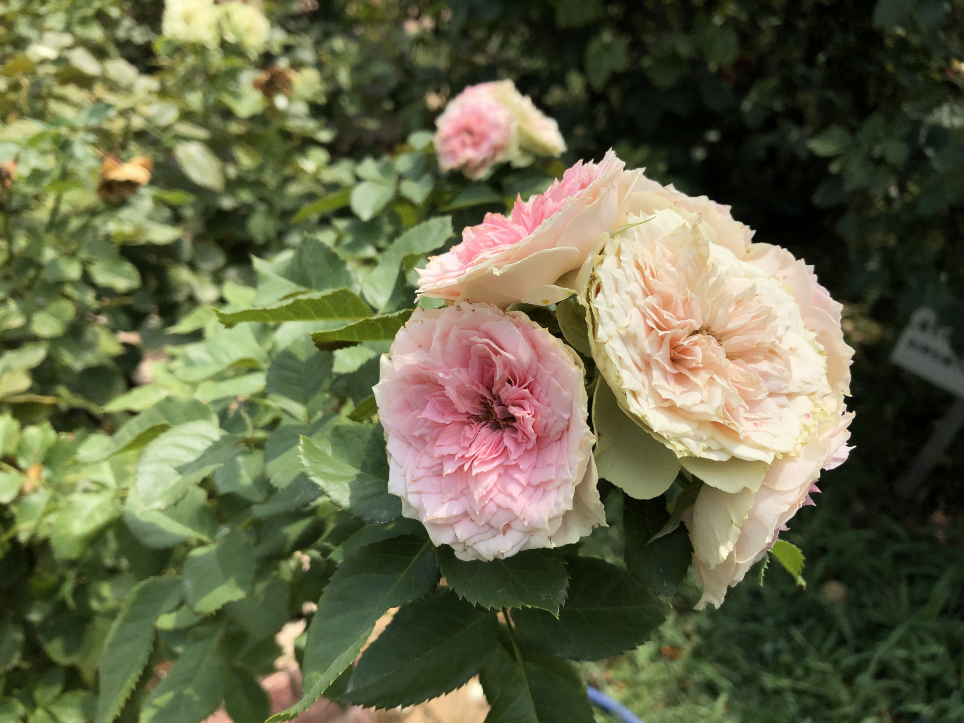 季節は変わる お散歩日記 京成バラ園 Keisei Rose Garden