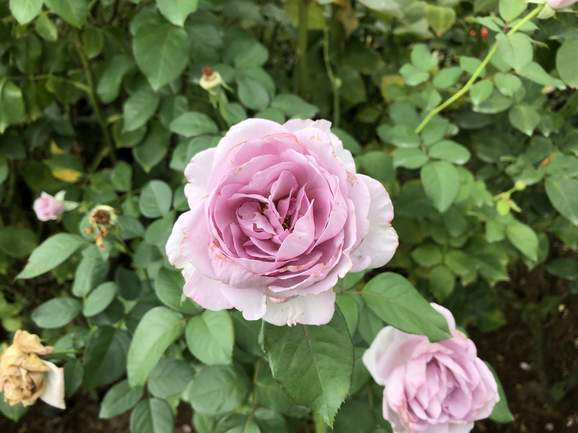 夏剪定開始しました お散歩日記 京成バラ園 Keisei Rose Garden